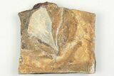 Fossil Ginkgo Leaf From North Dakota - Paleocene #198403-1
